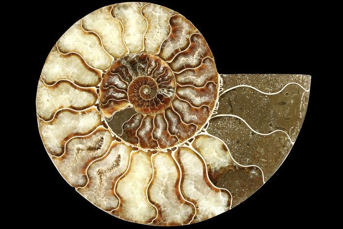 Cut & Polished Ammonite Fossil (Half) - Madagascar #184125